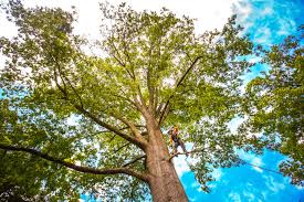 How Our Tree Care Process Works  in  Cave City, AR