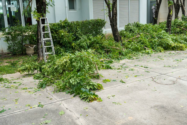 Professional Tree Removal in Cave City, AR